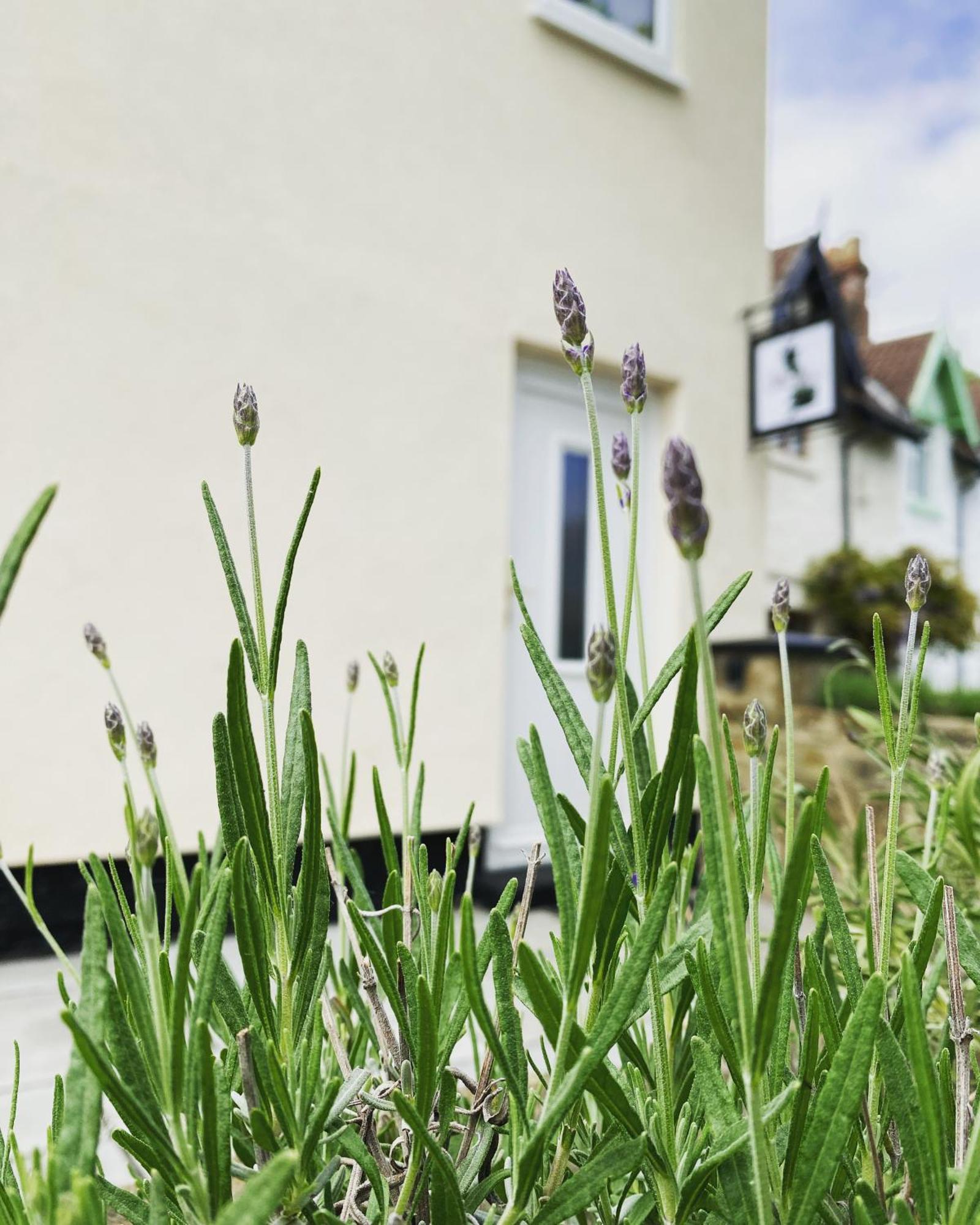 Work And Relax - Fast Wifi, Fireplace & Near Pub Newton Aycliffe Luaran gambar